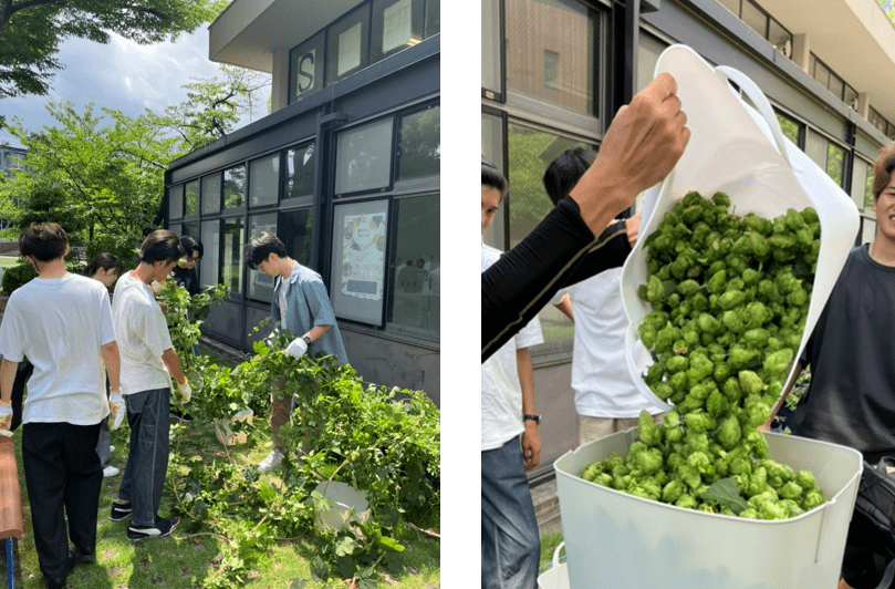 ホップの収穫の様子